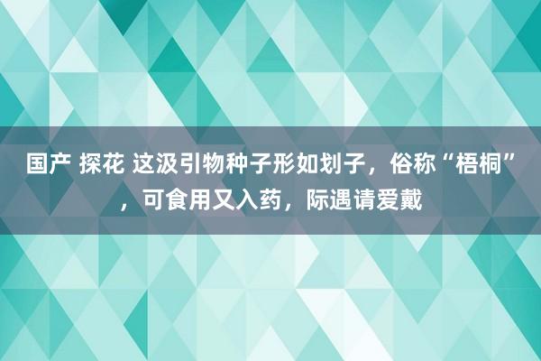 国产 探花 这汲引物种子形如划子，俗称“梧桐”，可食用又入药，际遇请爱戴